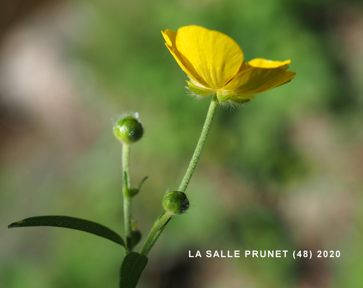 Buttercup, Wood